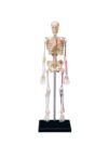 Human Skeleton Model with Nerves, Veins & Arteries for Anatomy Education