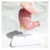 Human Stomach Anatomical Model, Digestive System Medical Model for Education, Detailed Human Anatomy Teaching Aid