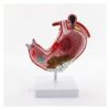 Human Stomach Anatomy Model for Education, Life-Size Trunk Model for Pathology Teaching, Detailed Digestive System Representation, 3D Learning Aid