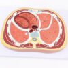 Human Thoracic Transverse Section Anatomy Model
