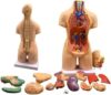 Human Torso Anatomy Model 19 Removable Organs, 55cm for Physiology Teaching
