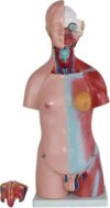 Human Torso Anatomy Model, 23 Detachable Parts for Medical Teaching