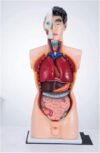 Human Torso Model, PVC Assembled Anatomy for Medical Teaching