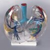 IVQAPP - Human organ model, human lung, human anatomical model, life size, bronchial tree, removable, school teaching (size 11 x 15 x 34 cm), 11 x 5.9 x 13.4 inches