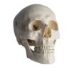 IVQAPP Human Skull Model with Removable Skull Cap and Articulated Mandible for Demonstration Science Experiment Teaching Tool (A) (A)