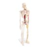 Jiawu DIY Human Skeleton Model for Anatomy Students, 85cm PVC Anatomy Display with Flexible Joints and Stand