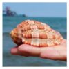 JSFZM Seashells Large 7-10cm Conch Shells for Hermit Crab Habitat Decor