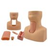 JTYZWLRBY Tracheostomy Simulator Model, Manikin Cartilage Tracheotomy Training Model PVC Cricothyrotomy Care for Science Lab Study Practice