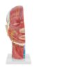 Keenso Head Model with Vascular, Muscular Structures