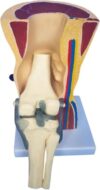 Knee Joint Ligament & Skeletal Muscle Anatomical Model, Movable Knee Structure Demonstration Model for Medical Teaching & Classroom Display