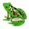 KQFCAZRE Frog Physiological Makeup Model Interactive Frog Model with Detachable Parts Highly Accurate for Teachers, Kids, Classroom, Homeschool