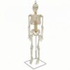 KQFCAZRE Medical Teaching Skeleton Educational Model Human Study with Hook and Stable Stand PVC Craft Suitable for classrooms Nursing Labs Teaching Science