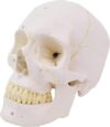 Labeled Human Skull Model, Removable Mandible & Base for Medical Teaching