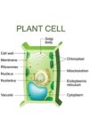 Laminated Plant Cell Anatomy Labeled Chart Diagram Science Biology Reference Lab Educational Classroom Teacher Learning Homeschool Display Supplies Teaching Aide Poster Dry Erase Wall Art 16x24