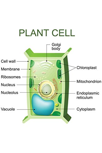 Laminated Plant Cell Anatomy Labeled Chart Diagram Science Biology Reference Lab Educational Classroom Teacher Learning Homeschool Display Supplies Teaching Aide Poster Dry Erase Wall Art 16x24