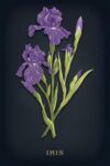 Lantern Press Vintage Flora Noir, Iris 1000 Piece Jigsaw Puzzle for Adults, Made in USA with Reference Poster