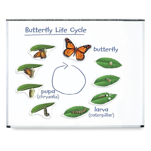 Learning Resources Giant Magnetic Butterfly Life Cycle - Write-and-Wipe Teaching Aids and STEM Decor, Butterfly Life Cycle Models, Dry Erase Accessories for Homeschool or Classroom