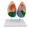 LFMDZC Human Lung Anatomy Model, Color Segment Model Anatomical with Clear Texture Partition Respiratory System Divided Areas