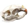 LFMDZC Real Animal Skull Specimens Beaver Bones Specimen Ethically Sourced Taxidermy Bone for Home Decor Study Collection Science Education