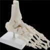 Life-Size Anatomical Human Hand and Foot Skeleton Model for Students, High-Strength Educational Tool for Anatomy Learning, 23 x 13 x 6 cm