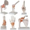 Life-Sized Human Skeleton Joint Anatomical Model with Ligaments – 6-Piece Set