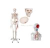 Life-Size Human Skeleton Model 170cm with Muscles Painted & Numbered Bones 1pc