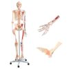 Life-Size Human Skeleton Model 180cm with Movable Joints & Detachable Muscles 1pc