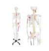 Life-Size Human Skeleton Model with Spinal Nerves & Muscle Points 1pc
