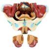 Life Size Female Pelvic Floor Anatomical Model, 4-Part Detachable Pelvis Model with Muscles Vessels Nerves Reproductive Organs for Medical Teaching