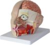 Life Size Human Head Brain Anatomical Model, 4-Part Detachable Cross Section Model with 18 Labeled Marks Displays Hemibrain Brainstem Arteries Optic Nerves