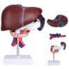 Life Size Human Liver Model Detachable Digestive Organ Set
