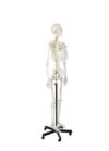 Life Size Human Skeleton Model 170cm 206 Bones Articulated with Rolling Stand 1pc