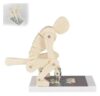 Lifting Model,Human Weightlifting Spine Force Demonstration Model