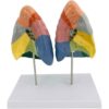 Lung Anatomy Colorimetric Lung Segment Model with Clear Texture and Digital Labeled and Color Partition Respiratory System Lung Model Human Lung Model, Color Divided Areas