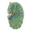 Lymph Node Microstructure Lymph Node Model Biology Teaching Model Shape is Realistic Medical Specimen Model Anatomy Teaching Demonstration Model