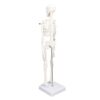 lyrlody Human Skeleton Model, 45cm Movable Joints PVC Structure