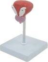 Male Urinary System Anatomy Model, Prostate Bladder Cut Away View
