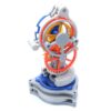 Mechanical Clock Teaching Model, 3D Printing DIY Craft, Pendulum and Escapement Structure, Educational Technology Project for Mechanics and Engineering Enthusiasts