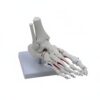 Menolana Human Skeletal Joint Model Bone Ligament Realistic with Muscle Points Suitable for University Teaching Patient Guidance Physician Office Display, Muscle Foot Joint