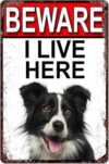 Metal Tin Sign Border Collie Dog Breed Gate Signs Beware I Live Here Garden Yard Fence Gift For Women Men 8x12 Inch Plaque Tin Sign