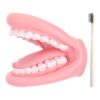 Mouth Puppet with Tongue | Realistic PVC Dentals Model Design
