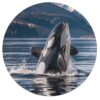 Orca Killer Whale Round Wooden Jigsaw Puzzles for Adults