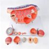 Ovary and Follicle Development Anatomy Model, Female Reproductive Organ