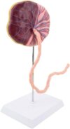 Placenta Umbilical Cord Anatomy Model, Visible Vascular Network, 1:1 Size
