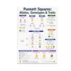 Punnett Squares Educational Poster - Biology Classroom Reference - 13x19