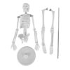 Purokise Human Skeleton Model, 45cm Movable Arms Legs Display Teaching Aid