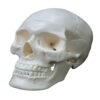 QINKYH Human Skull Model,2 Parts Realistic Human Skull with Removable Skull Cap Anatomy Teaching Supplies