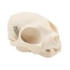 QINKYH Realistic Cats Head Skeleton Model Anatomical Cats Skull Model Felidae Head Bone for Veterinary Training Lecture Report