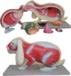 Rabbit Anatomy Model, Realistic PVC Skeletal for Teaching Demonstration