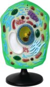 Removable‑Organelle Plant Cell Model for Biology Lab Instruction